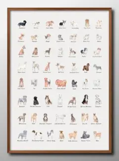 14460■ポスター アート 絵画『犬　イヌ　図鑑　犬種』A3 マット紙