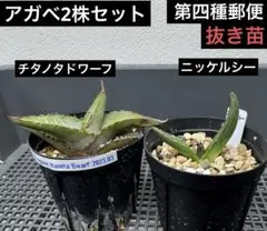 S*K様 極美・斑入り　笹吹雪　錦 (Nickel Sea Nishiki) S*K様 極美・斑入り 笹吹雪 錦 (Nickel Sea Nishiki) - メルカリ