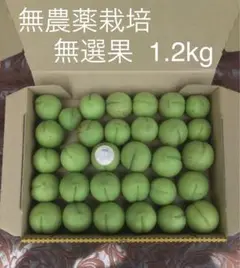 青梅　会津高田梅　5キロ 専用商品 青梅 会津高田梅 5キロ - メルカリ