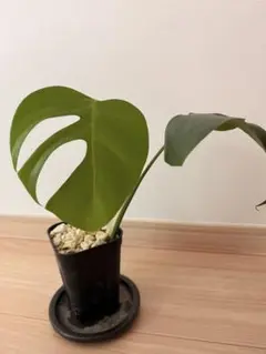 モンステラ シエラナ　オアハカ産OC増殖株　ミドルカット① モンステラシエラナ「オアハカ産」・数量限定超優良株大サイズ