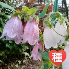 白花ホタルブクロ種50粒(宿根草)