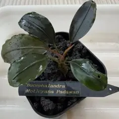 Bucephalandra ブセファランドラ motleyana モトレイアーナ Bucephalandra Motleyana / Padawan - メルカリ