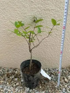 北の蝦夷ハスカップ苗木 楽天市場】ハスカップ 苗 苗木 13.5cmポット 樹高約30cm