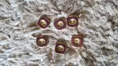 Item thumbnail for item 7ce19908-7304-46bc-914f-2b2960b6bb8a