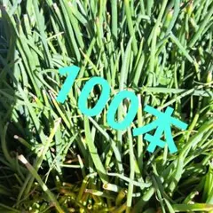 中早生 玉ねぎ苗 甘い 中早生七宝 100本送料込1300円