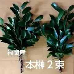 福岡産 本榊2束