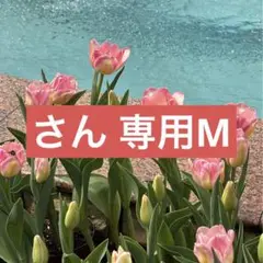 さん 専用M