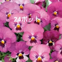 【L24】ビオラ ピエナ ピーチ 24ポット 花苗