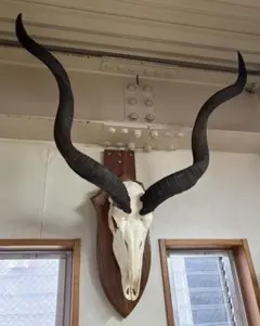 南アフリカ便！ XL サイズ！ クーズー スカルホーン　※台座付