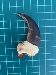 熊の爪  特大  珍しいきれいな  純銀 熊の爪 特大 珍しいきれいな 純銀-購入安心