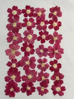 押し花素材パック　バーベナ（ライトピンク）28個入 No1083