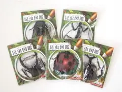 ★５個★昆虫図鑑ビニールヨーヨー　ペーパークラフト付　知育玩具　水遊び　郵送