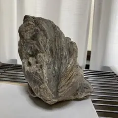 化石?