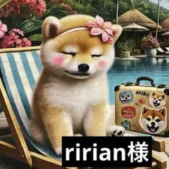 柴犬リゾート満喫お眠り中オーダ可能