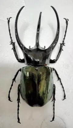 【標本】タイリクコーカサス　ベトナム産　117.9ミリ　野外品 標本】短角・特大 タイリクコーカサスオオカブト（ベトナム中部