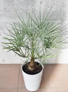 チャメロプス　フミリス　セリフェラ　シルバーリーフ　細葉タイプ　幹立 チャメロプス フミリス セリフェラ シルバーリーフ 細葉タイプ 幹立