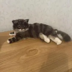 Item thumbnail for item cb3e4b8f-f366-4e53-8a3c-2378784ea882