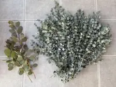 【本日のみの販売】ユーカリグニー 宅急便100サイズ