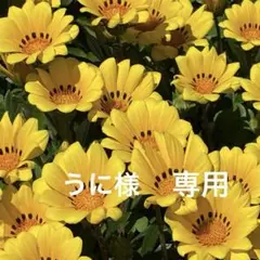 専用
