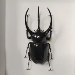 珍しい頭角のタイリクコーカサス