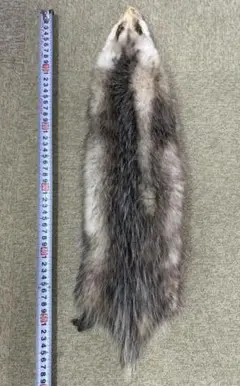キタオポッサムの毛皮　１点もの