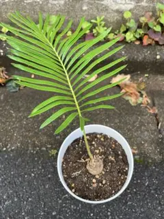 黄金　タイシルバー　ソテツ　蘇鉄　希少種　サイカス タイのソテツの自生地に行ってきました♪” | コタブロ日記 多肉