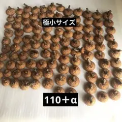 2025年　北海道　レッドオーク　極小　どんぐり帽子　110個＋α　下処理済み