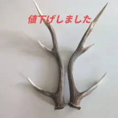 鹿の角 インテリア装飾
