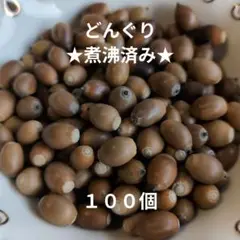 ★煮沸済み★　どんぐり 100個 木の実 1.5cm前後