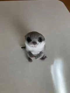 ミーアキャット　羊毛フェルト作品