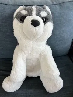 くったり　シベリアンハスキー