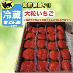 2025年最新】かんちゃん農園の人気アイテム - メルカリ