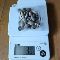 タカラガイ