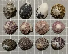 【8】天然ヤドカリハウス 貝殻セット 12個入り