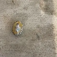 フランスのかわいいコ