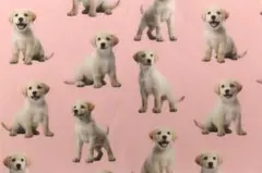 【ゆきちゃん限定】X2129-2 ラブラドールレトリバー 子犬 ピンク 布 1m