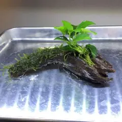 ウィーピングモス アヌビアス ナナ プチ 流木活着⑪