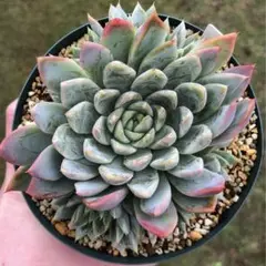 リンゼアナ畑セット❤️ そういや、リンゼアナxそわそわまだおるよ👍 やっぱり販売