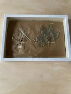 Item thumbnail for item f890a7cc-af68-4936-870a-581ff70da2c5