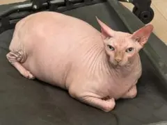 専用ページ