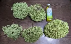 ドライフラワー　アナベル　あじさい　5本