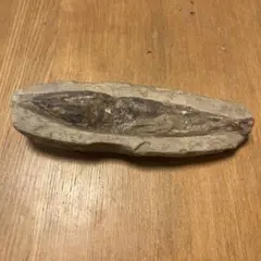 化石