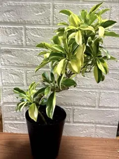 サーモン！ファグラエア・ベルテロアナ・バリエガータ斑入！観葉植物！高さ75 サーモン様専用！ファグラエア・ベルテロアナ・バリエガータ斑入