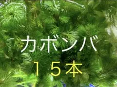 無農薬カボンバ15本