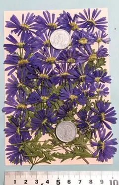 押し花、ブラキカム