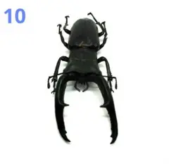 未開封品　デアゴスティーニ　世界の昆虫　26冊まとめセット　カブトムシ　クワガタ Amazon.co.jp: デアゴスティーニ 世界の昆虫 26冊まとめセット