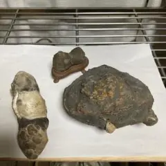 貝の化石 3点