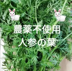 農薬不使用! 人参の葉 うさぎおやつ 小動物おやつ⑦