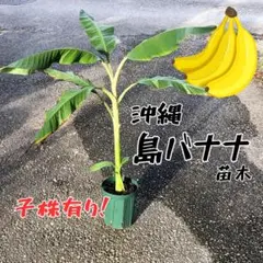 高級フルーツ！ 沖縄【島バナナ】-小笠原種-