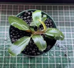 Bucephalandra sp. Aurora KN便　子株　② キボーデコ on X: 